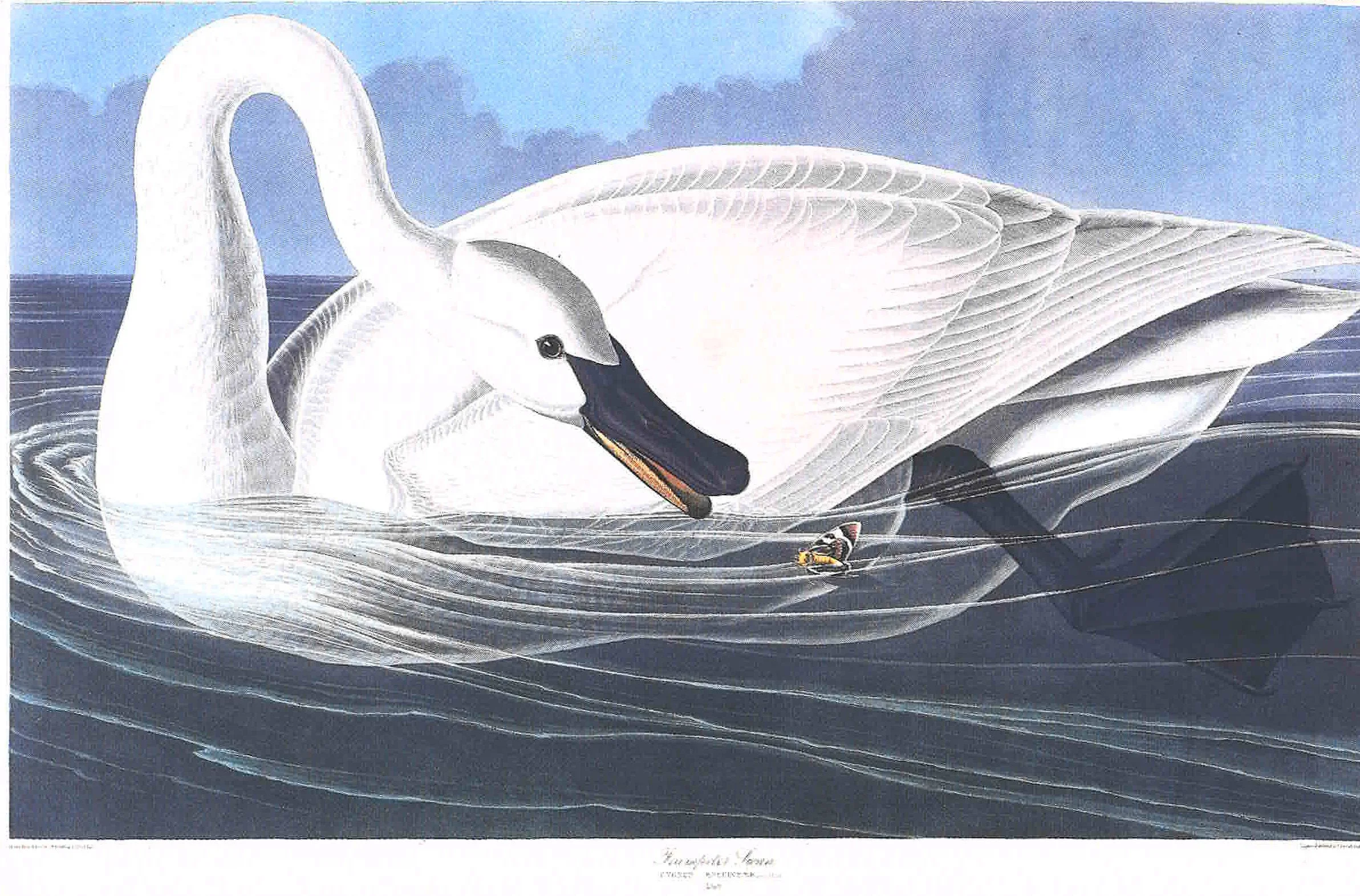The sale of a first edition of John James Audubon's the Birds of